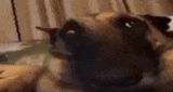 :wurf: